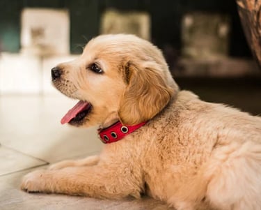 un gos està estirat a terra