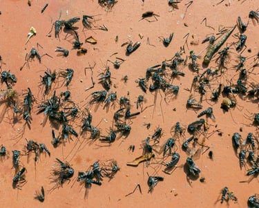 Grand nombre de moustiques tigres morts