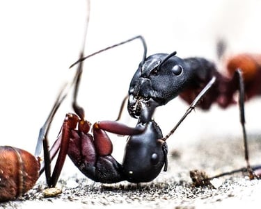 Deux fourmis