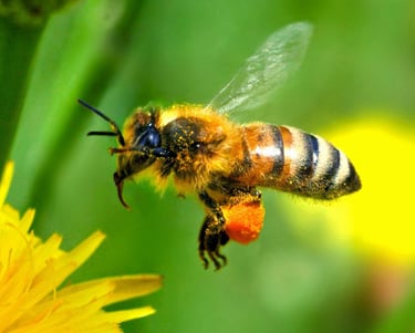 photo d'une abeille qui butine