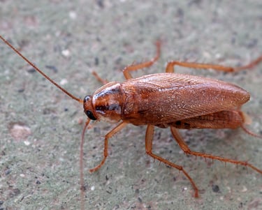 Blatte Germanique