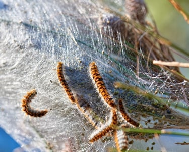 nid de chenilles processionnaires sur une branche d'arbre