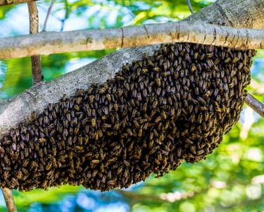 poto d'un essaim d'abeille sur une branche