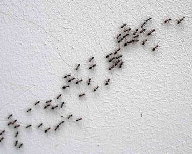 colonie de fourmis sur un mur 