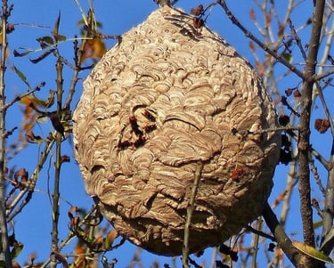 nid de frelon asiatique suspendu dans un arbre