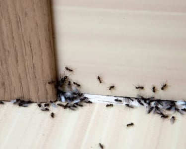 Colonie de fourmis dans une plinthe 