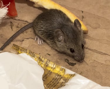 Souris grise dans des déchets.