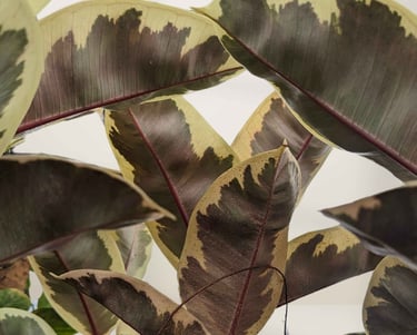 rubber trees in in good condition