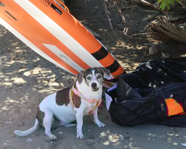 wingfoil dog
