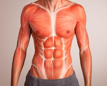 Male torso showing muscular system