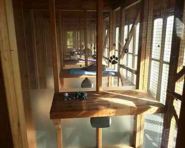 View from inside a chalet run, looking down the length of the Cattery