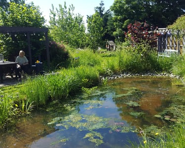 Patsy enjoying the sun whilst looking out across the pond