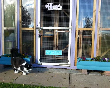 Mr Pickles at the Cattery entrance.