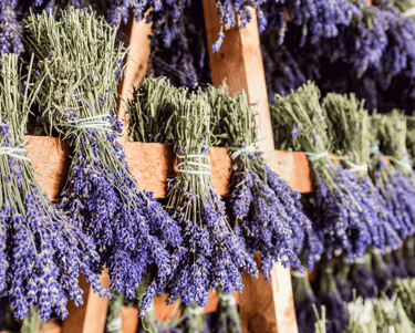 Brins de lavande en train de sécher en provence