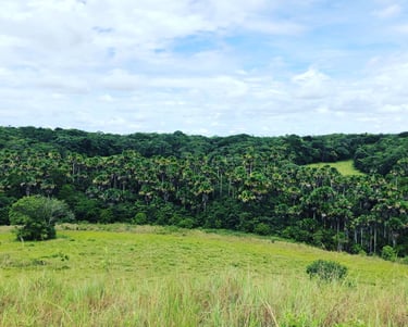 Meta, Colombia. Terra Forest