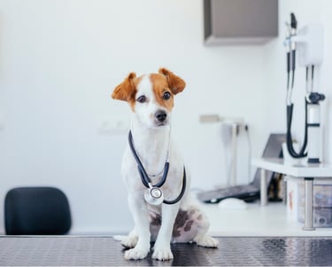 chien vétérinaire laboratoire arcachon bassin