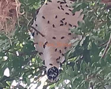 Casa de abelhas exóticas espécie não identificada. Foto_01