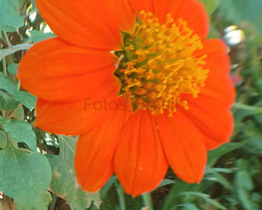 Flores: Natureza jardim, aleatória. Foto _04