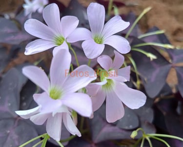 Flores: Natureza jardim, trevo roxo. Foto _01