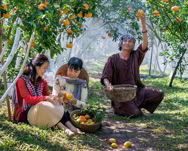 Três pessoas colhendo laranjas em um laranjal, simbolizando união e abundância.