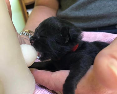 a small black puppy puppy puppy puppy puppy puppy puppy puppy puppy