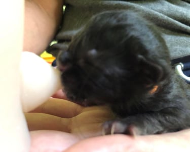 a small black kitten kitten kitten kitten kitten kitten kitten kitten kitten kitten kitten kitten kitten