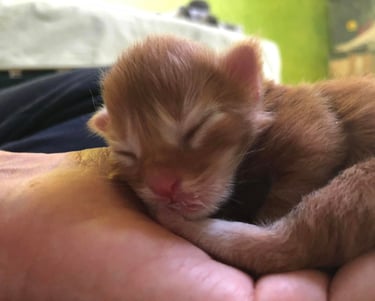 a small kitten is sleeping on a person's hand