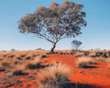 A solitary tree growing in the red soil of the Australian outback