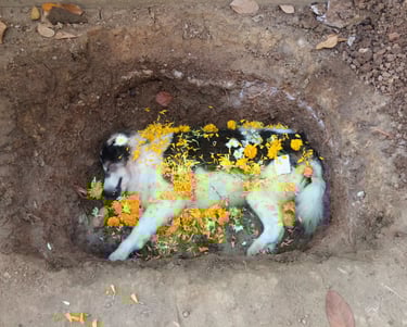 Sumo laid peacefully to rest
