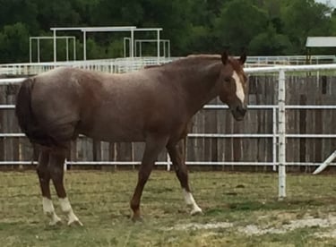Resident Stallion Lancaster Ranch - Smoking Aces