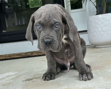 Cane Corso Puppies for Sale