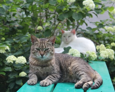 Cats at our temporary safe-house