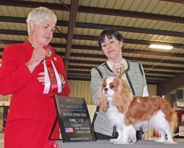 Shelly & AVA at the dog show