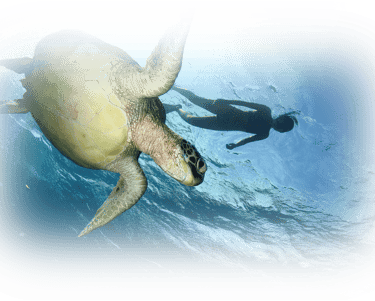 a turtle turtle turtle turtle turtle turtle turtle turtle turtle turtle turtle turtle turtle turtle turtle
