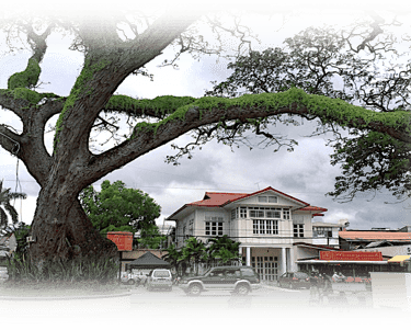 a large tree in a city park