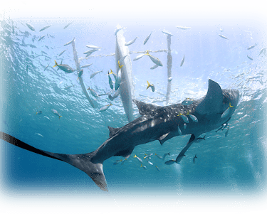 a shark shark shark fish in the ocean