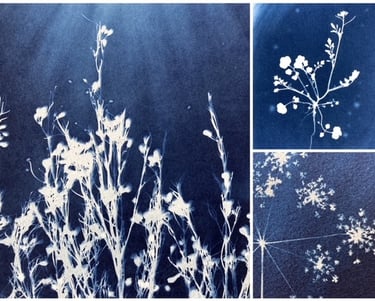 a series of cyanotype photographs of flowers and plants