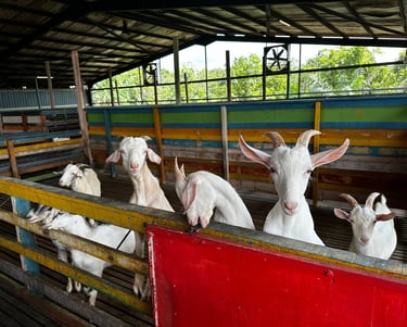 Goat's (Goat's Dairy) BSL Ecofarm