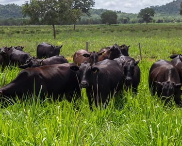 Bois alimentados a pasto