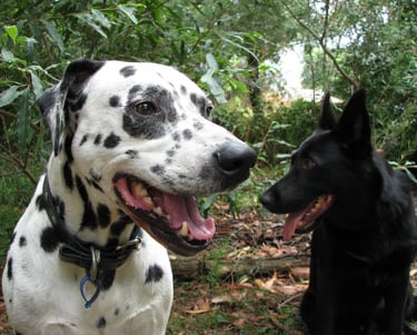 dogs standing in the woods
