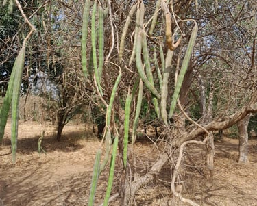 Moringa