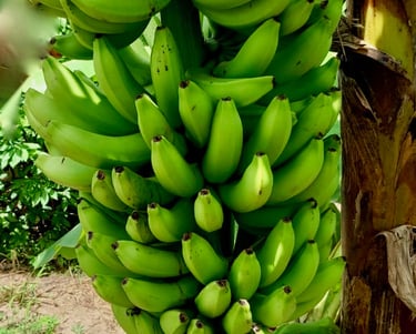 Banane fraiche
