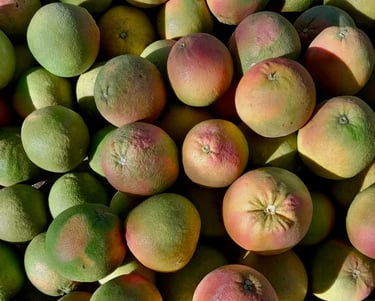 Pamplemousse frais