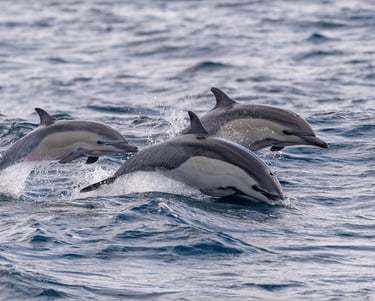 Common Dolphins in Madeira