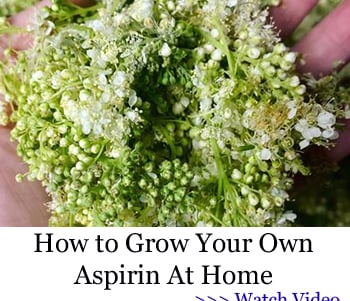 grow aspirin at home image