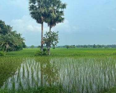Rice paddy field