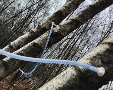 Installation d'une parcelle de bouleau pour la récolte