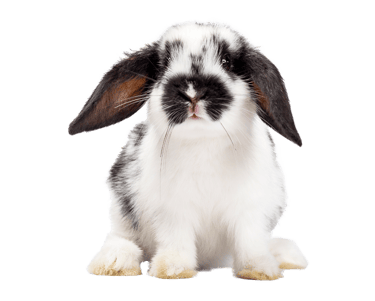 Ostéopathie sur NAC et lapin