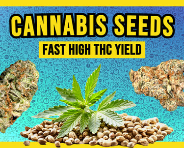 Premium cannabis seeds and high THC marijuana flower buds for fast growing high yields.