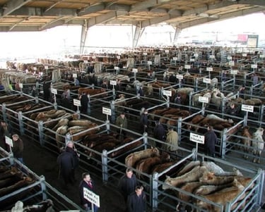 Visite guidée du marché aux bestiaux de Laissac - Mairie de Laissac Séverac l'église